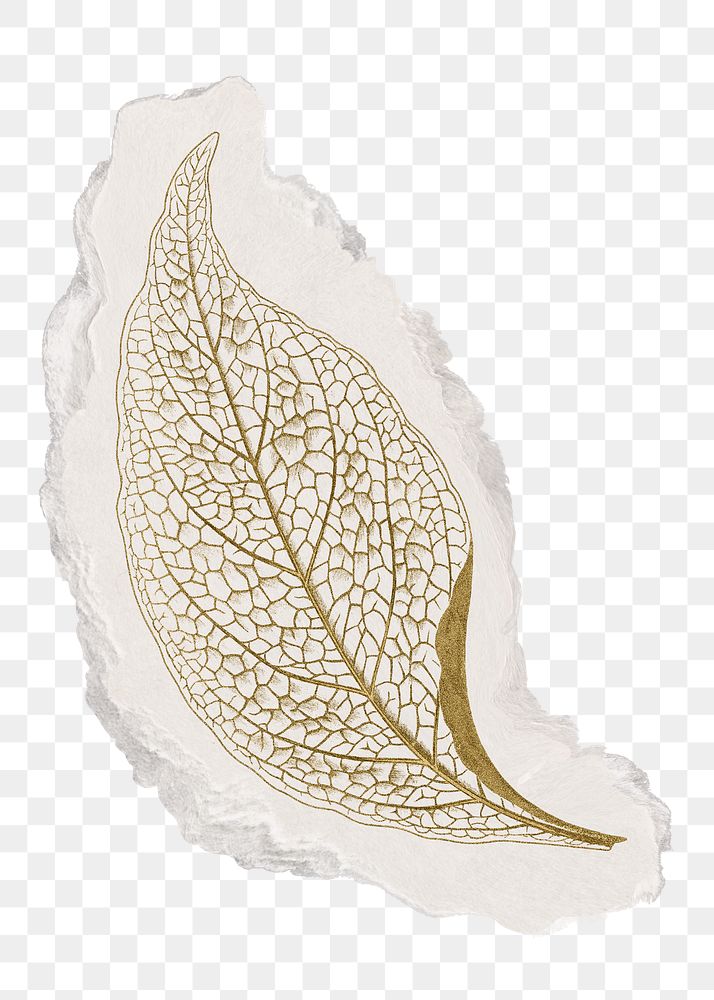 Aesthetic leaf png sticker, ripped paper, transparent background