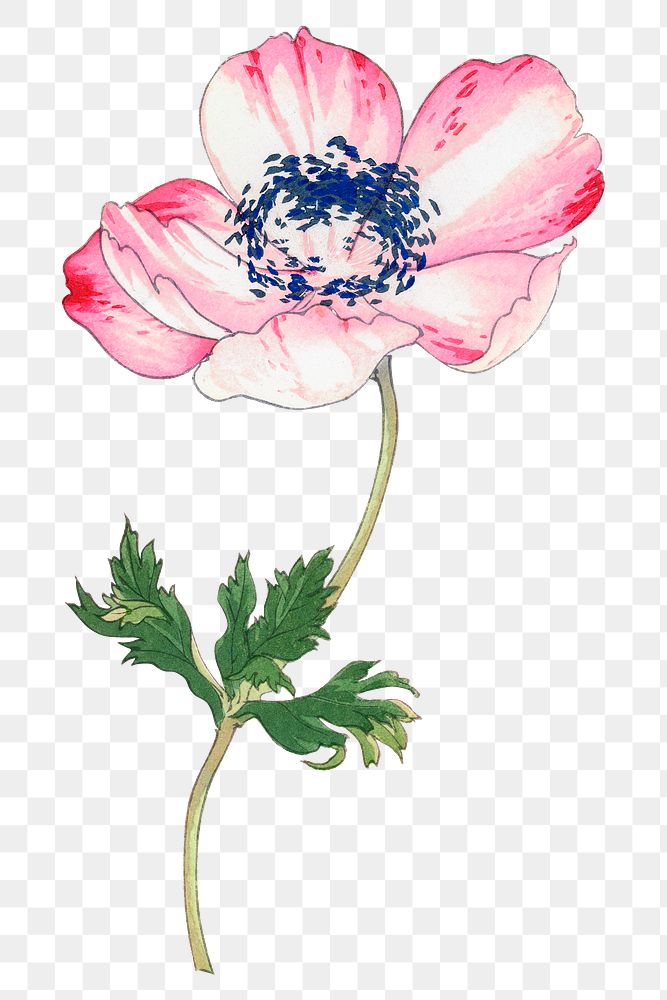 Poppy png sticker, Japanese ukiyo e art, transparent background