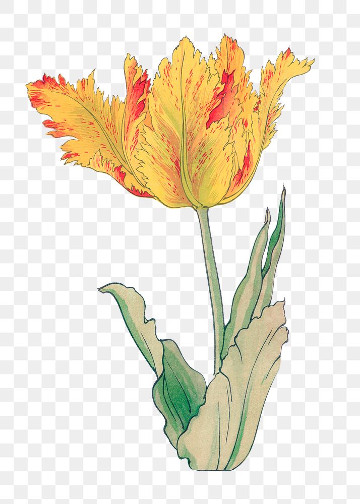 Parrot tulip png sticker, Japanese ukiyo e art, transparent background