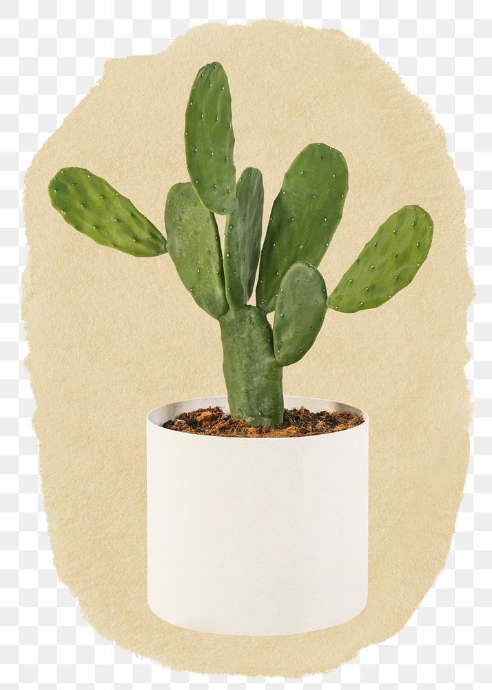 Cactus houseplant png sticker, ripped paper, transparent background