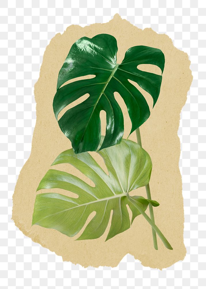 Monstera leaves png ripped paper sticker, aesthetic plant graphic, transparent background