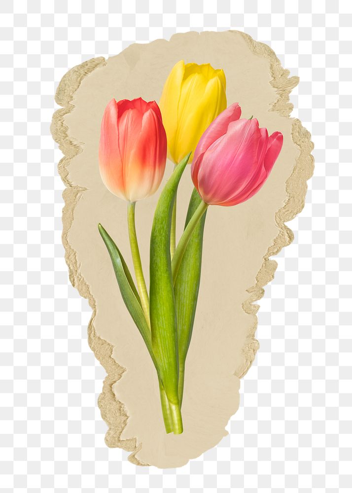 Tulip flowers png sticker, ripped paper, transparent background