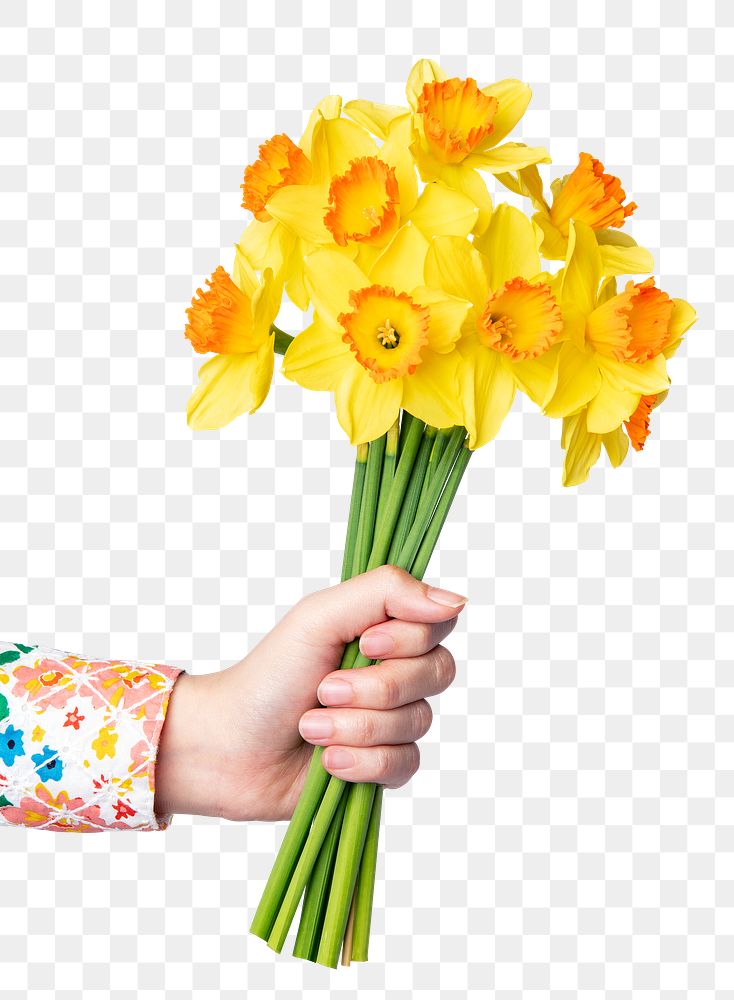 Daffodil png, held by hand, collage element