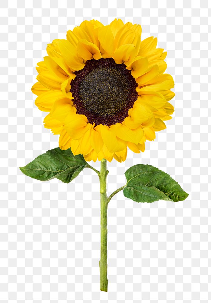 Blooming sunflower png sticker, transparent | Premium PNG - rawpixel