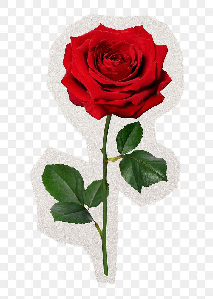 Red rose png Valentine's sticker, off white paper border collage element, transparent background
