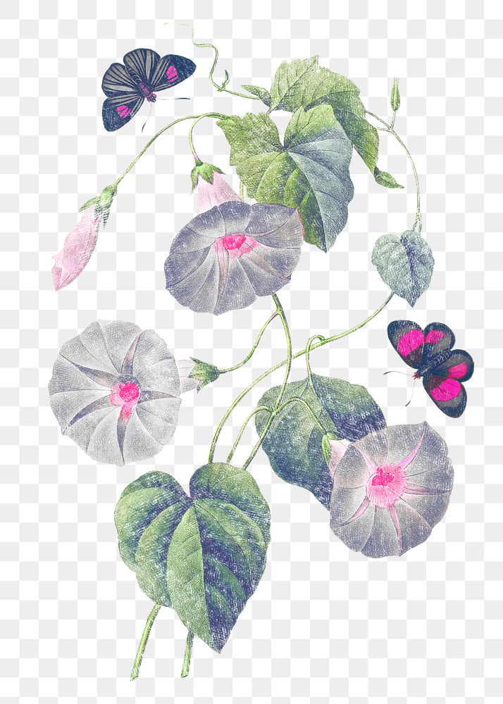 Png Morning Glory flower sticker, aesthetic illustration, transparent background