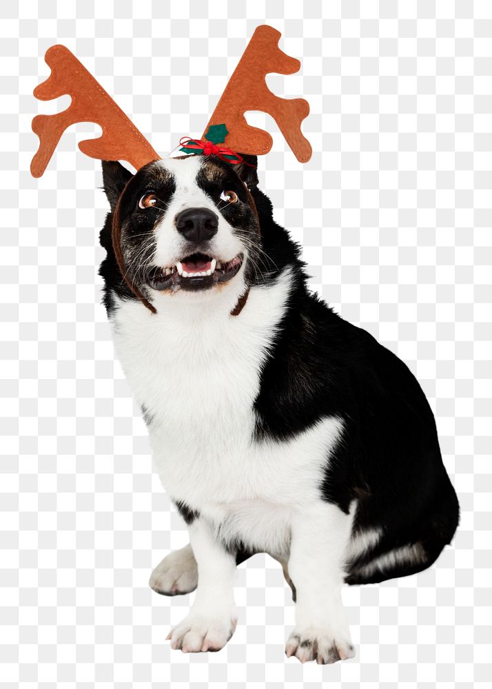 Dog png wearing reindeer antlers sticker, Christmas image, transparent background