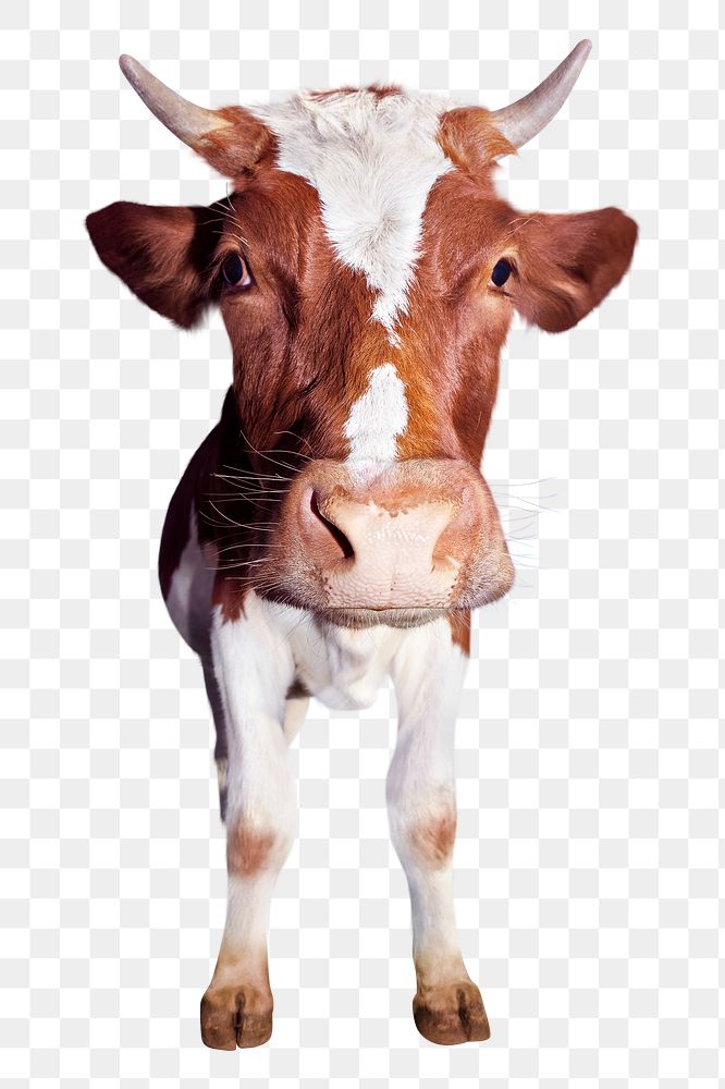 Guernsey cattle png sticker, farm animal, transparent background