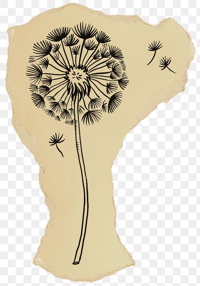 Dandelion flower illustration png sticker, transparent background