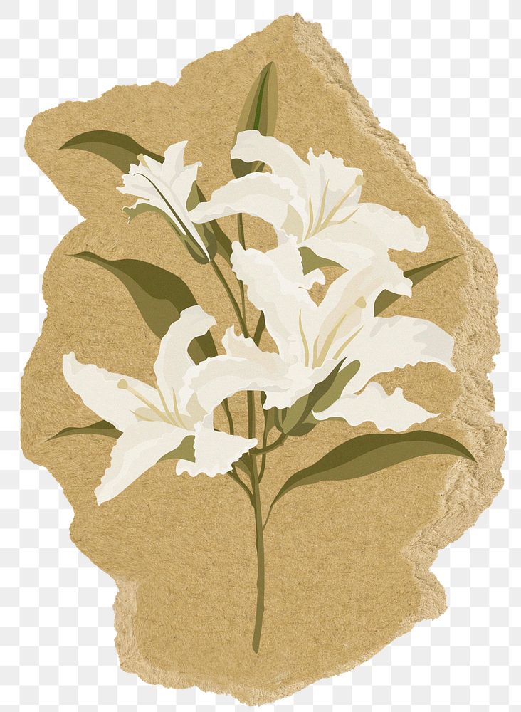 White lily flowers png sticker, ripped paper, transparent background