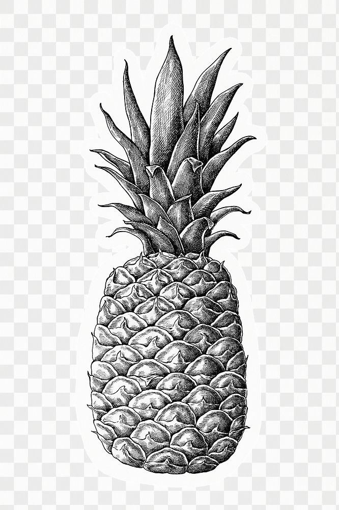 Pineapple png sticker, drawing illustration, transparent background