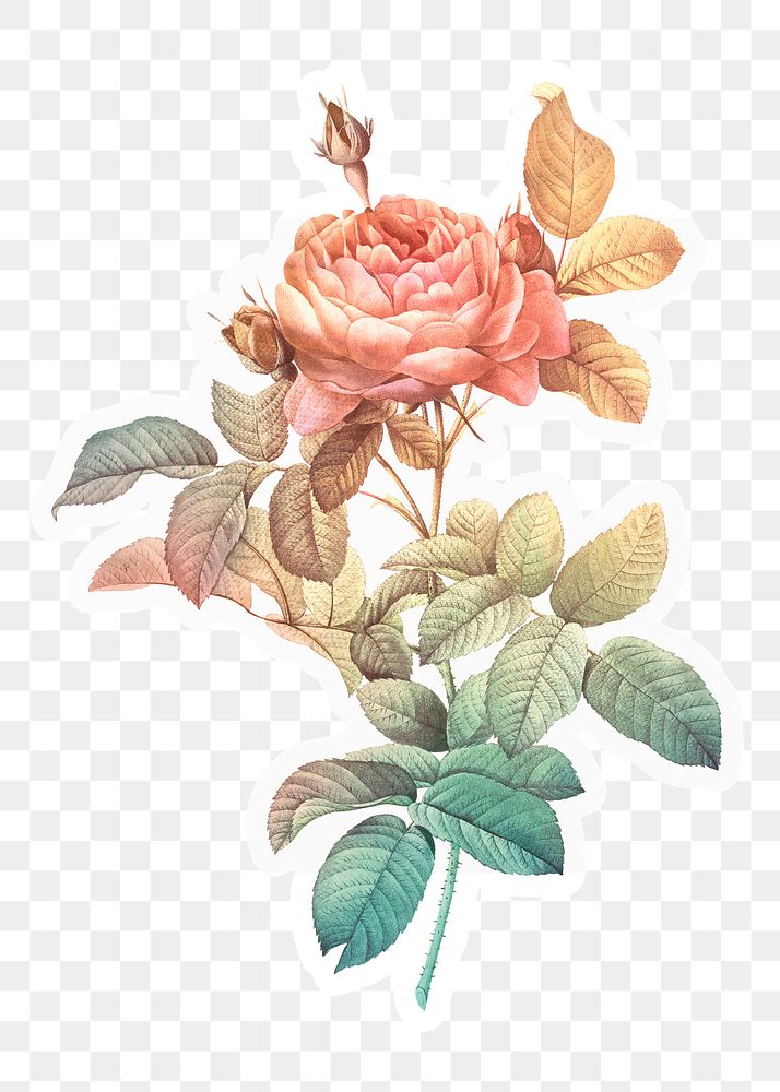 Gradient rose png sticker, aesthetic flower, transparent background