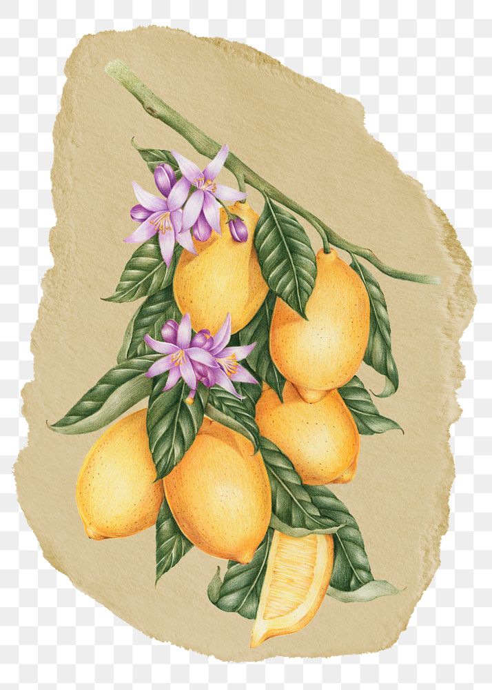 Lemon branch png sticker, ripped paper, transparent background