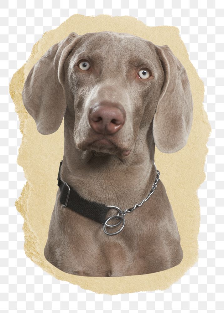 Weimaraner dog png sticker, ripped paper, transparent background