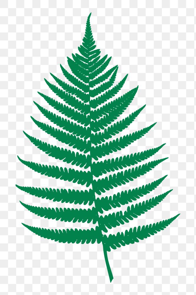 Fern leaf png sticker, transparent background. Free public domain CC0 image.