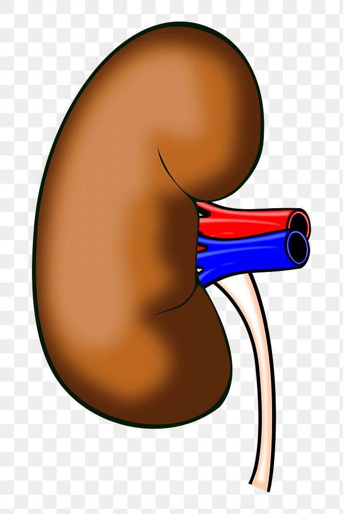 Kidney, organ png sticker, transparent background. Free public domain CC0 image.