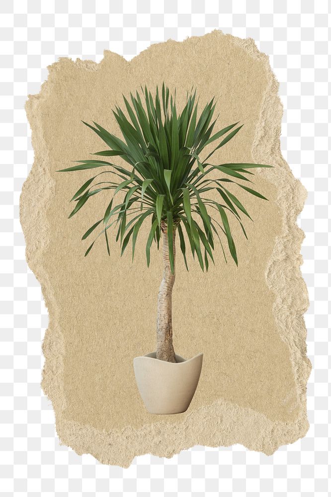 Aesthetic houseplant png sticker, ripped paper, transparent background