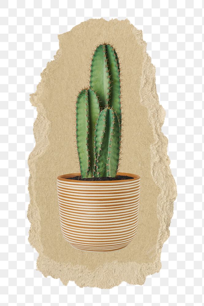 Cactus houseplant png sticker, ripped paper, transparent background