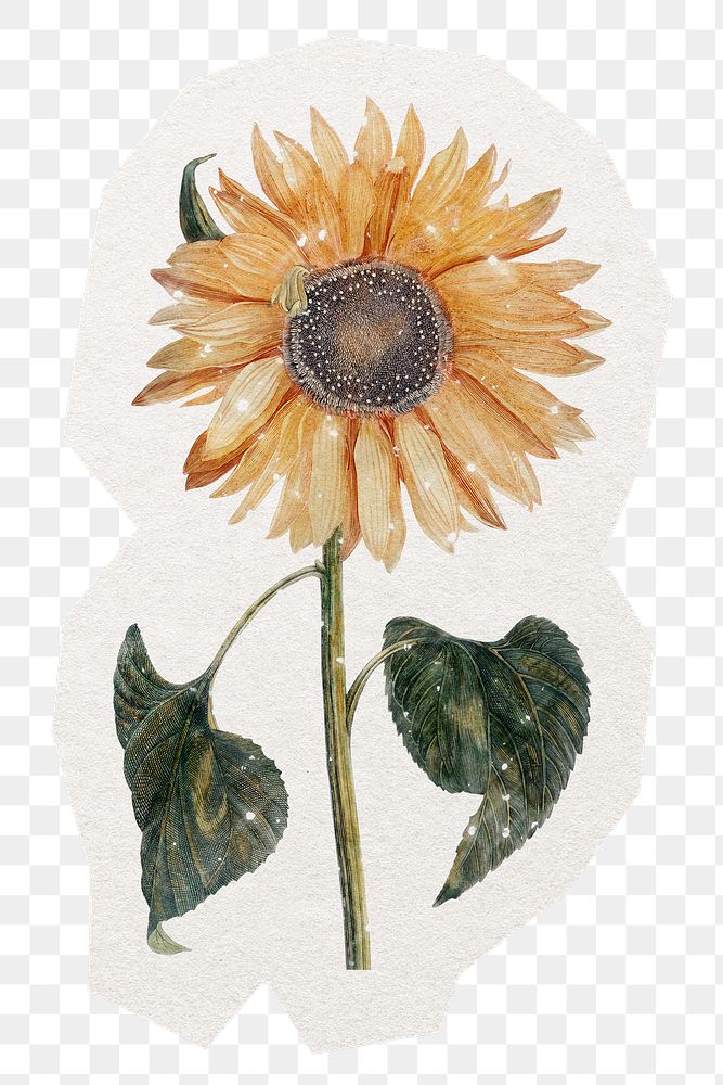Aesthetic sunflower png sticker, watercolor illustration in transparent background