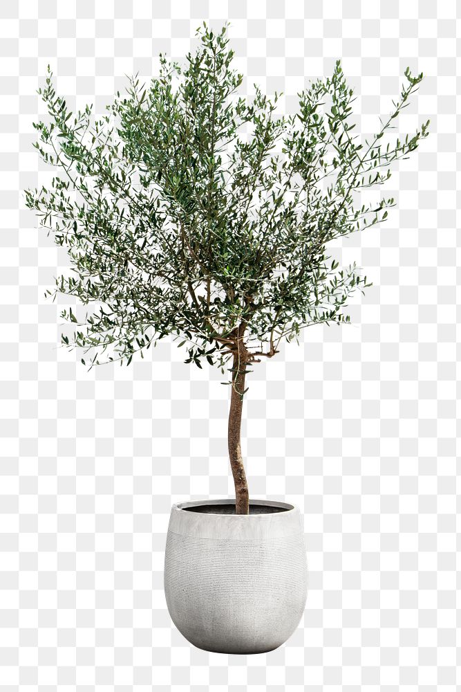 Olive tree png sticker, houseplant image, transparent background