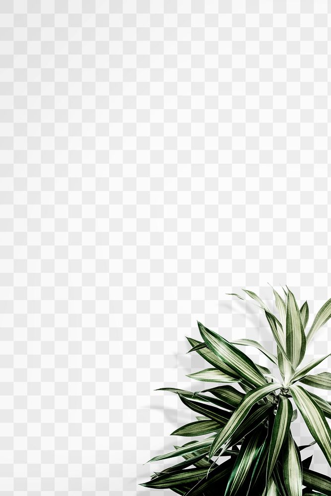 Plant border png wall mockup, transparent design