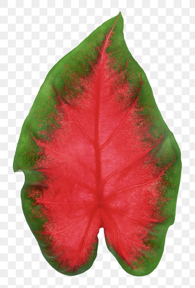 Heart of Jesus leaf png sticker, plant cut out, transparent background
