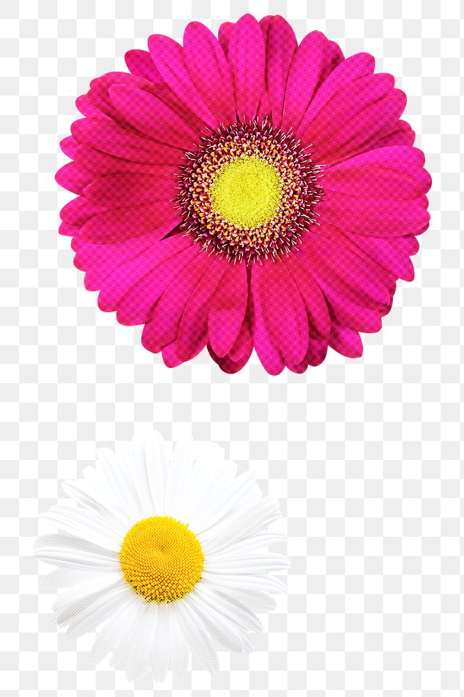 Png daisy sticker, pink & white design, transparent background