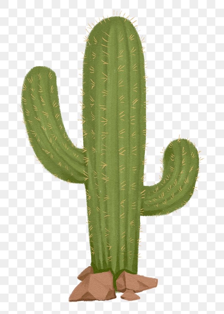 Cactus png sticker, desert plant, transparent background