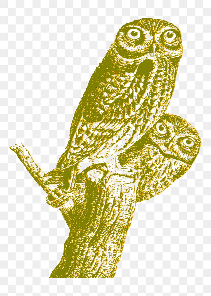 Owls png illustration, transparent background. Free public domain CC0 image.