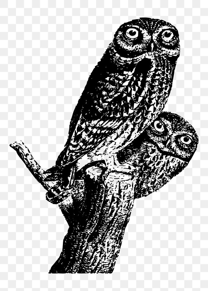 Owls png illustration, transparent background. Free public domain CC0 image.