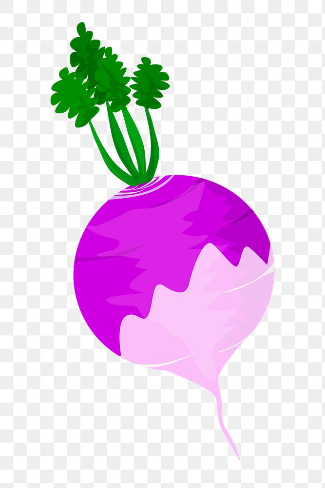 Purple Turnip png illustration, transparent background. Free public domain CC0 image.