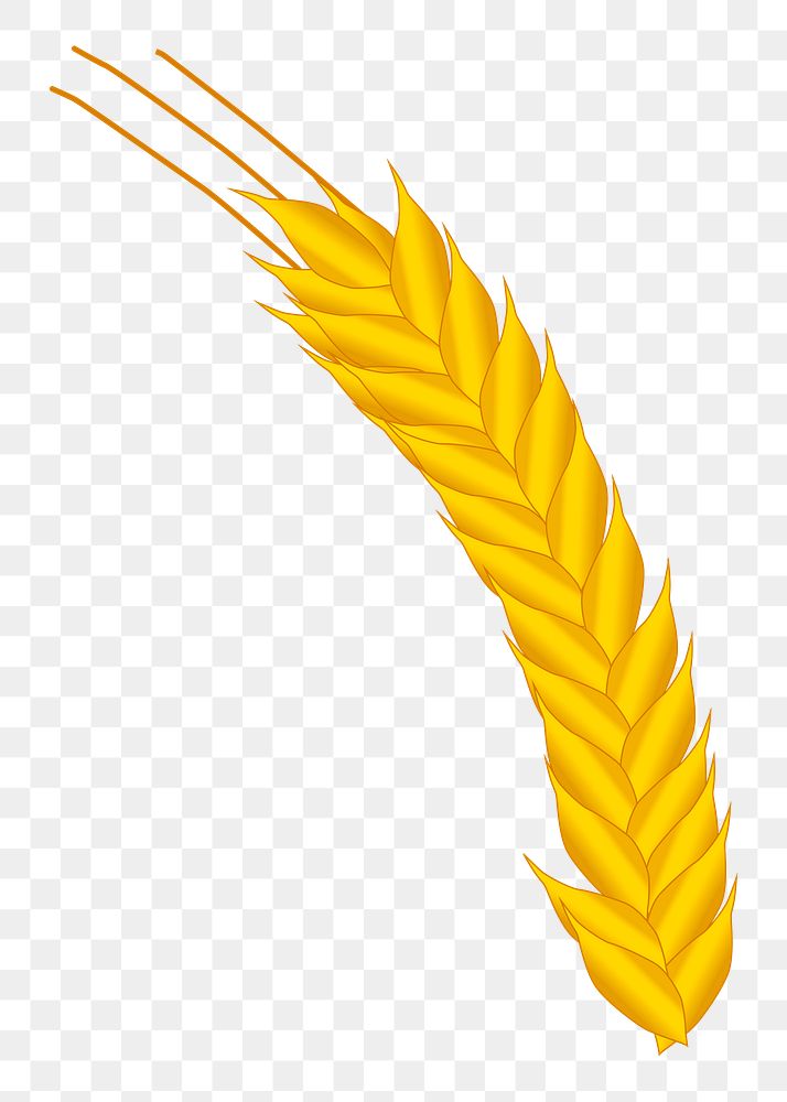 Wheat png illustration, transparent background. Free public domain CC0 image.