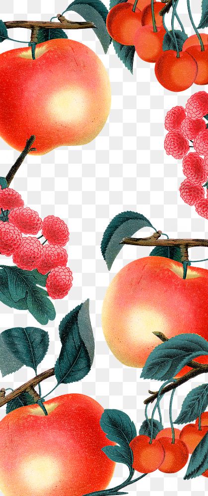 Red fruits png transparent background, vintage illustration