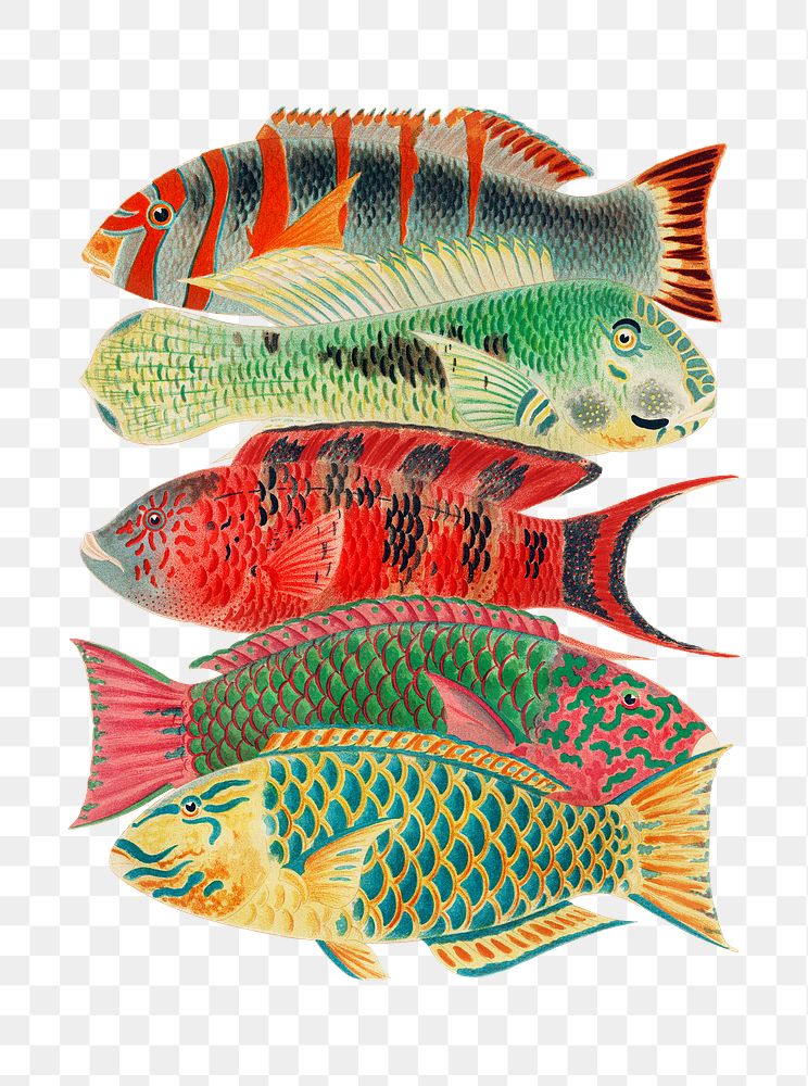 Fish png sticker, vintage illustration, transparent background