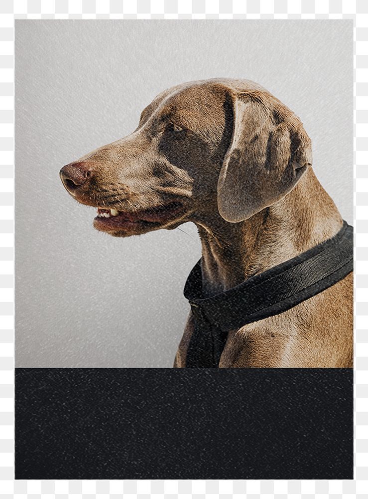 Dog poster png sticker, transparent background
