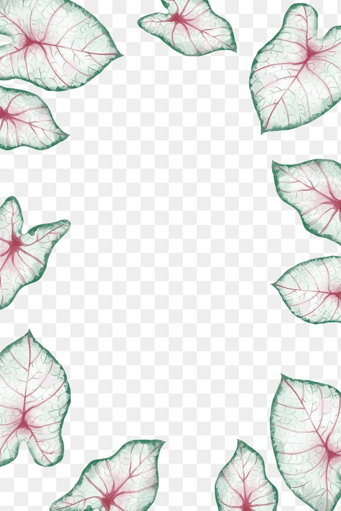 Caladium leaf png frame, tropical design, transparent background