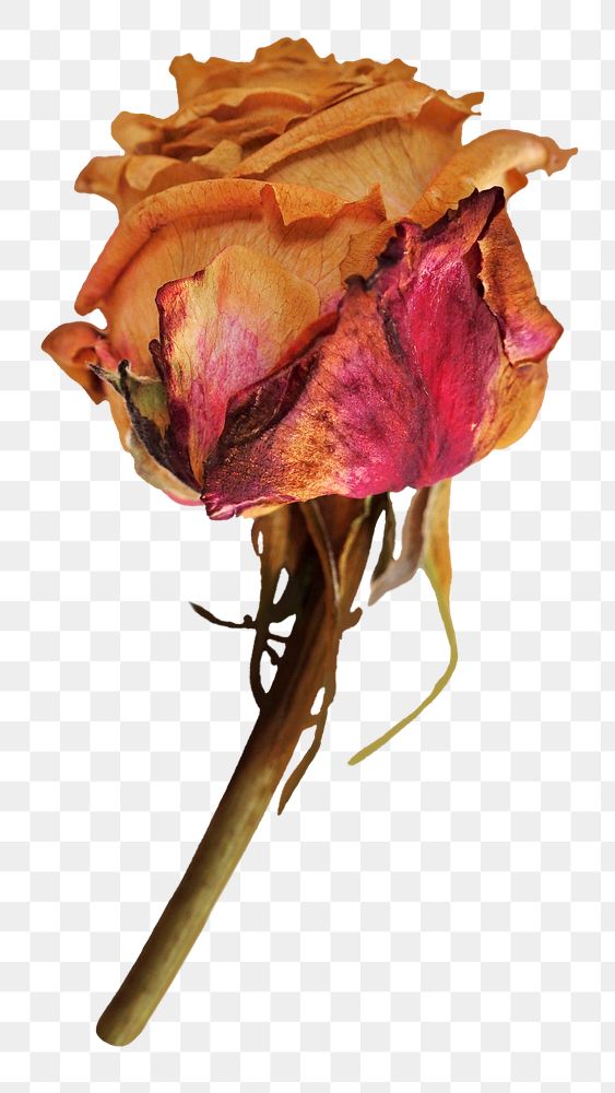 Dried rose png sticker, transparent background