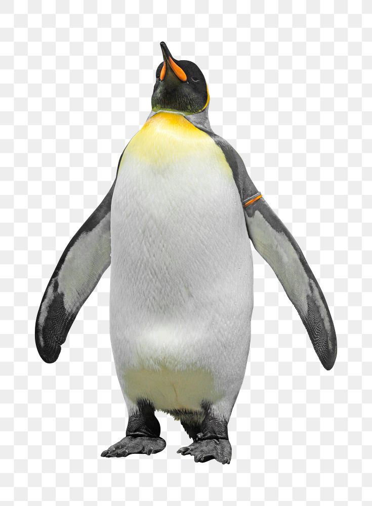 King penguin png sticker, transparent background