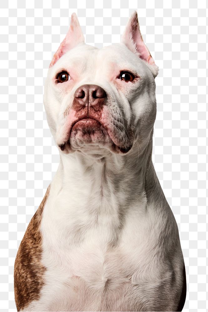 Bulldog portrait png, pet animal in transparent background