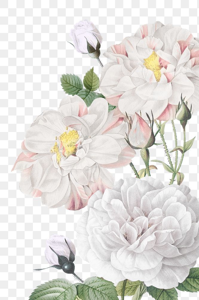 White flowers png border, aesthetic design, transparent background