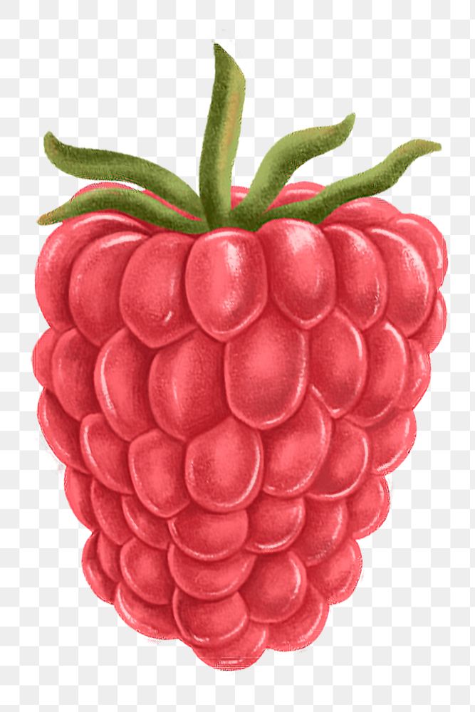 Realistic raspberry png sticker, hand drawn illustration, transparent background