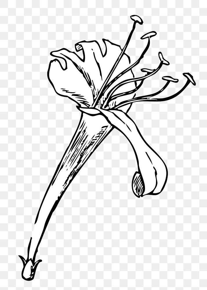 Lily flower png  illustration, transparent background. Free public domain CC0 image.