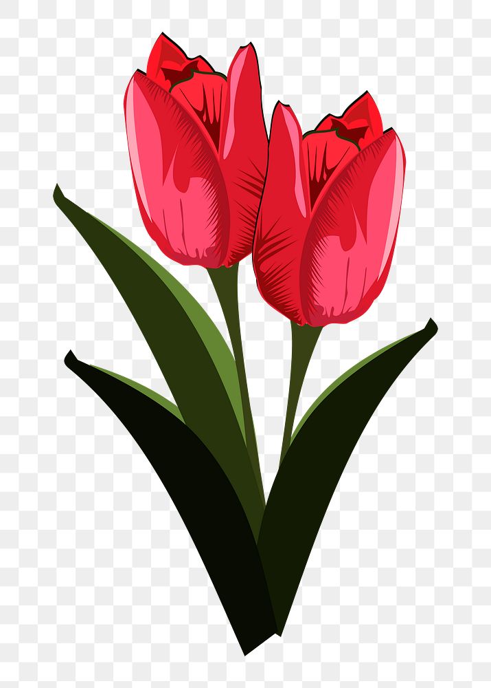 Tulip png illustration, transparent background. Free public domain CC0 image.