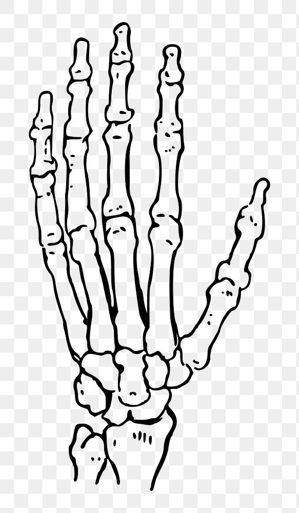 Left hand bone png illustration, transparent background. Free public domain CC0 image.