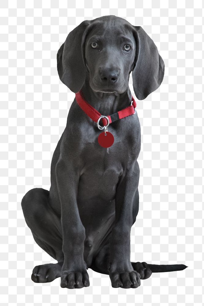 Weimaraner puppy png sticker, transparent background