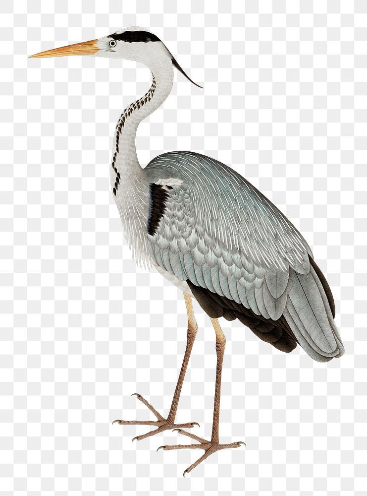 Gray heron png on transparent background.    Remastered by rawpixel. 