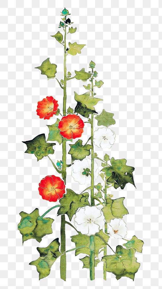 Japanese hollyhock png on transparent background.    Remastered by rawpixel. 