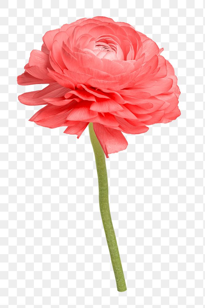 Pink ranunculus flower png sticker, transparent background