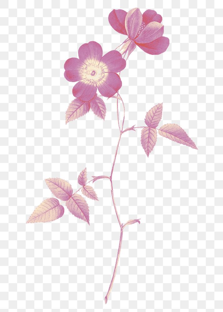 Png vintage flower illustration sticker, Japanese camellia, transparent background