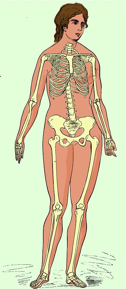 Female skeleton showing outline of body. Coloured from the original File:Haultain_and_Ferguson_-_female_skeleton.svg, by…